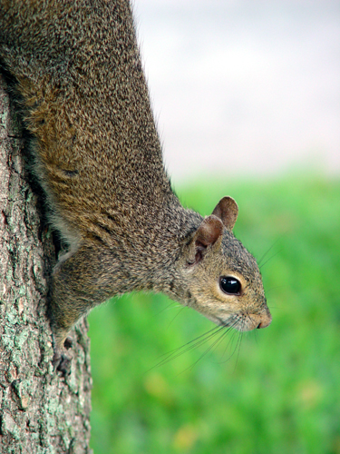 Free Picture: Photo of a common squirrel in Florida climbing down a tree.