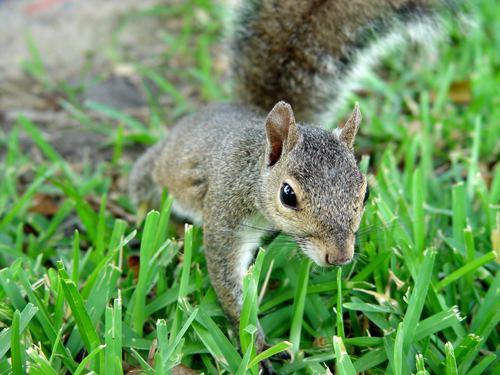 Free Picture: Photo of a squirrel curiously roaming around on the ground in Florida.