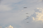 Photo of Florida Pelicans Birds Flight Clouds