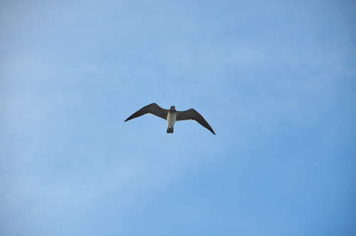 Free Picture: Photo of a seagull in Daytona Beach, FL flying overhead in the sky.