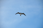 Photo of Florida Seagull In Flight Overhead