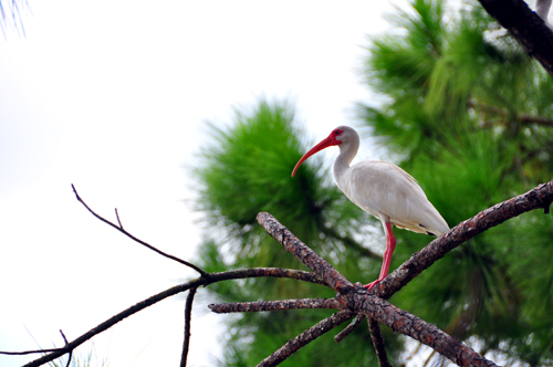 Free Picture: Photo of a Floridian white Ibis bird sitting in a pine tree in Celebration, Florida.