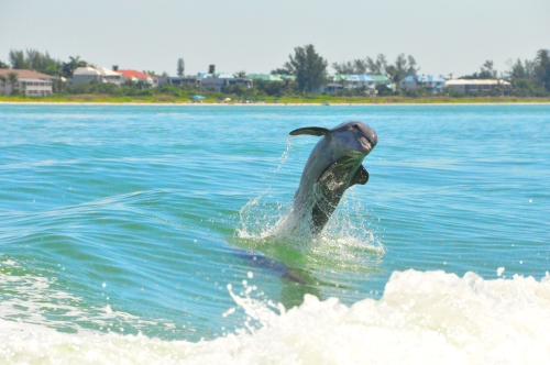 Free Picture: Photo of a leaping bottlenose dolphin on its tail near Sanibel Island, Florida.