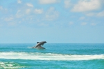 Photo of Common Wild Dolphins Playing In Gulf Florida