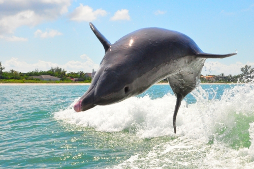 Dolphins playfully frolic, pop out of water behind boaters