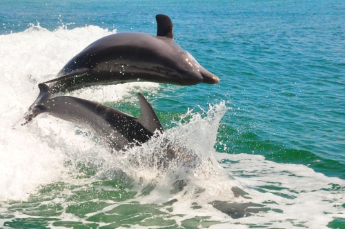 Free Picture: Photo of two bottlenose dolphins having fun as they jump out of the water almost on top of each other.