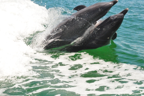 Free Picture: Photo of two dolphins surging out of the water together in unison.