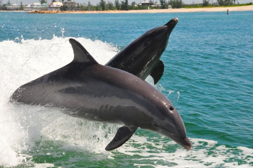 Free Picture: Photo of two wild bottlenose dolphins jumping out of the water together off the coast of Sanibel Island, FL.