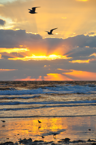 ... morning beach sunrise scenery in Florida with seagulls in flight