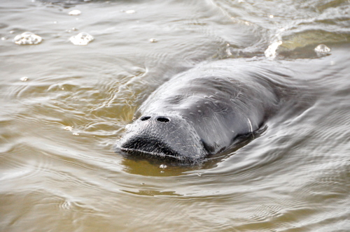 Free Picture: Photo of a Florida manatee coming up for air on the Halifax River in Ormond Beach, FL.