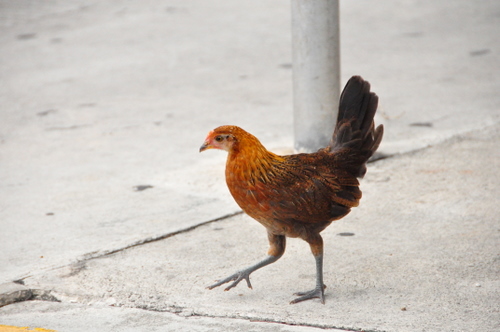 Free Picture: Photo of a chicken walking on a sidewalk in Key West, FL.
