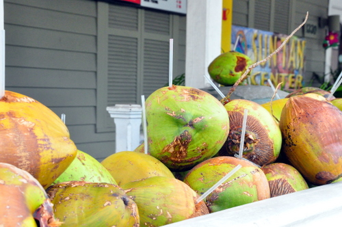 Free Picture: Photo of several fresh Key West coconuts down in Florida with a hole drilled in them for a straw to drink refreshing coconut water.