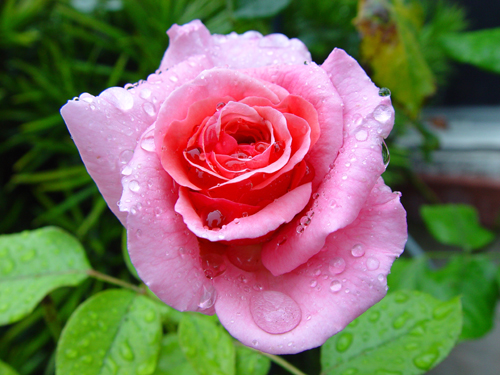Free Picture: Photo of a beautiful single pink rose wet after a rain.