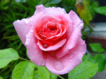Free Photo of Beautiful Garden Single Wet Pink Rose