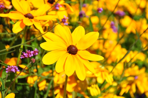 Free Picture: Photo of black eyed Susans or yellow Daisies taken in Quebec, Canada.