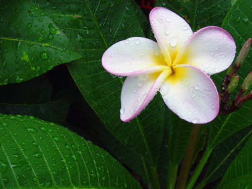Free Picture: Photo of a tropical yellow, white, and purple plumeria flower just after a rain.