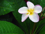 Photo of Yellow White & Purple Hawaiian Plumeria Flower Plant Florida