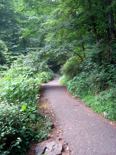 Free Picture: Photo of the trail leading to the bottom of Amicalola Falls, Georgia in the summer.