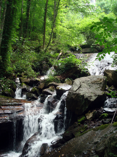 Free Picture: Photo of a forest waterfall trickling through lush, green foliage and fallen logs in the summertime at Amicalola Falls, GA.