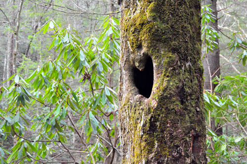 Free Picture: Photo of a hole in the shape of a heart in a tree at Raven Cliff Falls in the Chattahoochee National Forest, GA.