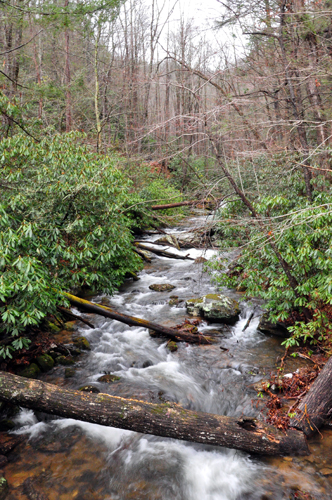 Free Picture: Photo of Smith Creek near Helen, GA which is made from the joining of Curtis Creek and York Creek that also create Anna Ruby Falls and then Smith Creek.