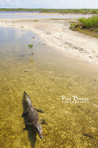 Free Picture: Photo of a motionless saltwater crocodile floating in the lagoon at Punta Sur in Cozumel, Mexico.