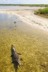 Free Photo of Punta Sur Saltwater Crocodile Cozumel