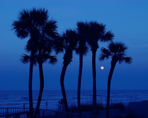 Free Picture: Photo of an almost full moon rising over the ocean between tropical palm trees in Daytona Beach, FL.