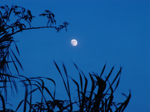 Free Picture: Photo of the moon surrounded by palm leaves in Florida just after sunset with a dark blue sky as a background.