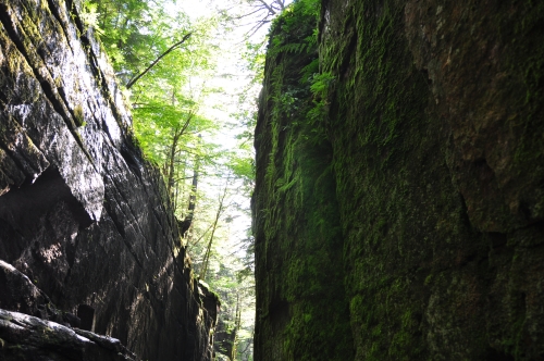 Free Picture: Photo of Flume Gorge in the afternoon looking spooky as algae and ferns grow from the sides of the shadowy walls.