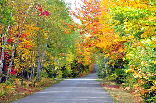 Free Picture: Photo of the fall colors down a road in Quebec, Canada displaying beautifully in vibrant red, yellow, orange, and green late in autumn.