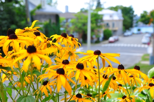 Free Picture: Photo of Black eyed Susan flowers or yellow daisy flowers on a street in Levis Quebec.