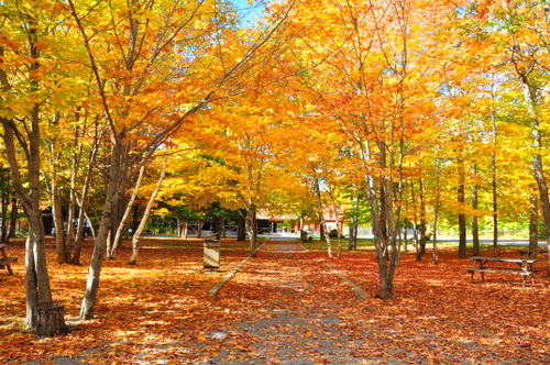 Free Picture: Photo of the fall foliage at Canyon Sainte-Anne in Quebec, Canada with bright orange and yellow leaves falling to the ground.