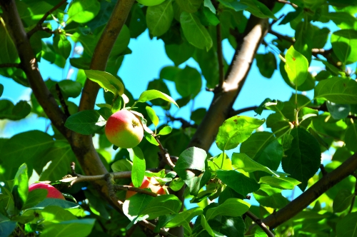 Free Picture: Photo of apples hanging on an apple tree in Ile D'Orleans in Quebec Canada.