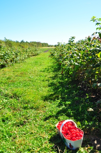 Free Picture: Photo of a basket of delicious red raspberries sitting in an orchard of raspberry bushes in Levis in Quebec, Canada.