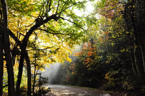 Free Picture: Photo of sun beams trying to make its way through to the shady forest path lighting up the mist coming from the waterfall at Canyon Sainte Anne in Quebec Canada.