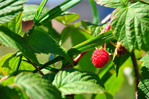 Free Picture: Photo of a bright red raspberry hanging just through some leaves on a raspberry bush.