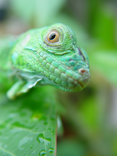 Free Picture: Photo of a green iguana lizard resting on a leaf just after a rain.