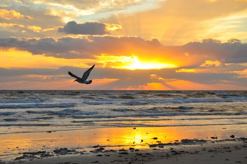 Free Picture: Photo of my engagement sunrise on the beach for popping the question.