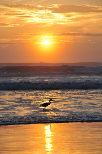 Free Picture: Photo of a bright orange beach sunrise while a bird fishes in the ocean waves.