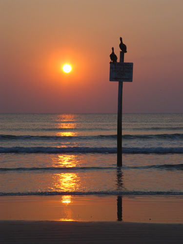 Free Picture: Photo of two pelicans sitting on a sign in the ocean during a beautiful sunrise in Daytona Beach, Florida.