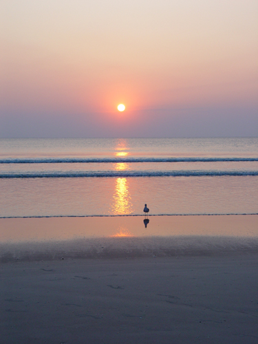 Free Picture: Photo of a single seagull standing on the shore in front of an ocean sunrise in Daytona Beach, Florida.