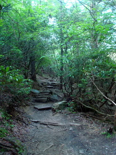 Free Picture: Photo of part of the Woodland Trail at Fall Creek Falls State Park, TN.